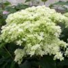 Hortensia Arborescens Hayes Starbust -MAO PLANTES Magasin hydrangea arborescens hayes starbust 671348 1