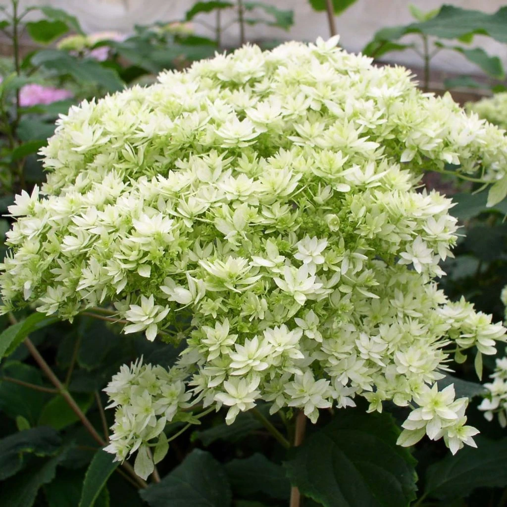 Hortensia Arborescens Hayes Starbust 3 Hortensia Arborescens Hayes Starbust