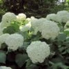 Hortensia Arborescens Strong Annabelle ( Incrediball ) -MAO PLANTES Magasin hydrangea arborescens incrediball 7861 1 1