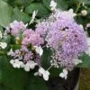 Hortensia - Hydrangea Involucrata Late Love 1 Hortensia - Hydrangea Involucrata Late Love -MAO PLANTES Magasin hydrangea involucrata late love 85457 1