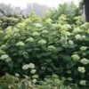Hortensia Arborescens Lime Rickey -MAO PLANTES Magasin hydrangea lime rickey 85451 1