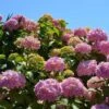 Hortensia - Hydrangea Macrophylla Bouquet Rose -MAO PLANTES Magasin hydrangea macrophylla bouquet rose 85622 1
