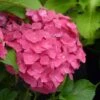 Hortensia - Hydrangea Macrophylla Dolce Fragola -MAO PLANTES Magasin hydrangea macrophylla dolce fragola 86036 1