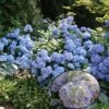 Hortensia - Hydrangea Macrophylla Generale Vicomtesse De Vibraye -MAO PLANTES Magasin hydrangea macrophylla generale vicomtesse de vibraye 67857 1