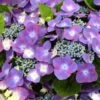 Hortensia - Hydrangea Macrophylla Kardinal Violet 1 Hortensia - Hydrangea Macrophylla Kardinal Violet -MAO PLANTES Magasin hydrangea macrophylla kardinal violet 83185 1