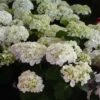 Hortensia - Hydrangea Macrophylla Mme Emile Mouillère -MAO PLANTES Magasin hydrangea macrophylla mme emile mouillere 67798 1