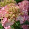 Hortensia - Hydrangea Macrophylla So Long Sunny -MAO PLANTES Magasin hydrangea macrophylla so long sunny 85613 1