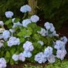 Hortensia - Hydrangea Macrophylla So Long® Ebony -MAO PLANTES Magasin hydrangea macrophylla so long ebony 85809 1