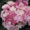 Hortensia - Hydrangea Macrophylla You And Me Romance -MAO PLANTES Magasin hydrangea macrophylla you and me romance 67124 1