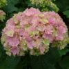 Hortensia - Hydrangea Macrophylla You And Me Together -MAO PLANTES Magasin hydrangea macrophylla you and me together 67859 1