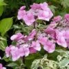 Hortensia - Hydrangea Macrophylla Zorro Rose -MAO PLANTES Magasin hydrangea macrophylla zorro rose 82903 1