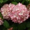 Hortensia - Hydrangea Macrophylla Mirai -MAO PLANTES Magasin hydrangea mirai 7909 1