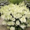 Hydrangea Paniculata Bobo - Hortensia Paniculé Nain 1 Hydrangea Paniculata Bobo - Hortensia Paniculé Nain -MAO PLANTES Magasin hydrangea paniculata bobo 80690 1