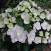 Hortensia - Hydrangea Runaway Bride -MAO PLANTES Magasin hydrangea runaway bride 85487 1