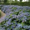 Hortensia - Hydrangea Serrata Veerle -MAO PLANTES Magasin hydrangea serrata veerle 85618 1