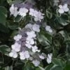 Hortensia - Hydrangea Macrophylla Tricolor -MAO PLANTES Magasin hydrangea tricolor 671006 1