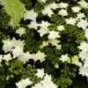 Hortensia - Hydrangea Macrophylla Fireworks White -MAO PLANTES Magasin hydrangea macrophylla fireworks white 83183 1