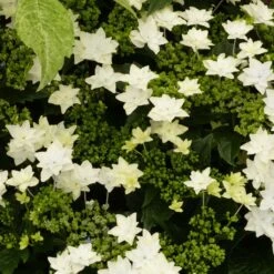 Hortensia - Hydrangea Macrophylla Fireworks White