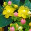 Hypericum Inodorum Magical Beauty - Millepertuis -MAO PLANTES Magasin hypericum inodorum magical beauty 7897 5