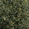 Houx Panaché - Ilex Aquifolium Argenteomarginata 1 Houx Panaché - Ilex Aquifolium Argenteomarginata -MAO PLANTES Magasin ilex aquifolium argenteomarginata 781647 1