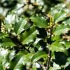 Houx Américain - Ilex Meserveae Heckenstar -MAO PLANTES Magasin ilex meserveae heckenstar copyright 872831 1