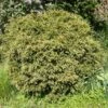 Taxus Baccata Formé En Boule - Topiaire D'if -MAO PLANTES Magasin image 2075