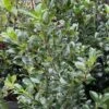 Houx - Ilex Meserveae Heckenfee 1 Houx - Ilex Meserveae Heckenfee -MAO PLANTES Magasin image 4101 1