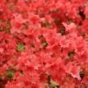 Azalée Japonaise Orange Beauty - Rhododendron Hybride - Pot De 4L/5L -MAO PLANTES Magasin image 6406