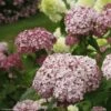 Hortensia Arborescens Sweet Annabelle 2 Hortensia Arborescens Sweet Annabelle -MAO PLANTES Magasin invincibelle blush 83729 1