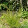 Ischyrolepis Subverticillata - Restio -MAO PLANTES Magasin ischyrolepis subverticillata 85732 1