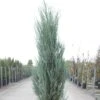 Genévrier De Virginie -Juniperus Scopulorum Blue Arrow -MAO PLANTES Magasin juniperus scopulorum blue arrow 85548 1