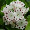 Kalmia Latifolia Freckles - Laurier Des Montagnes Noir Et Blanc -MAO PLANTES Magasin kalmia latifolia freckles 9665 1 2