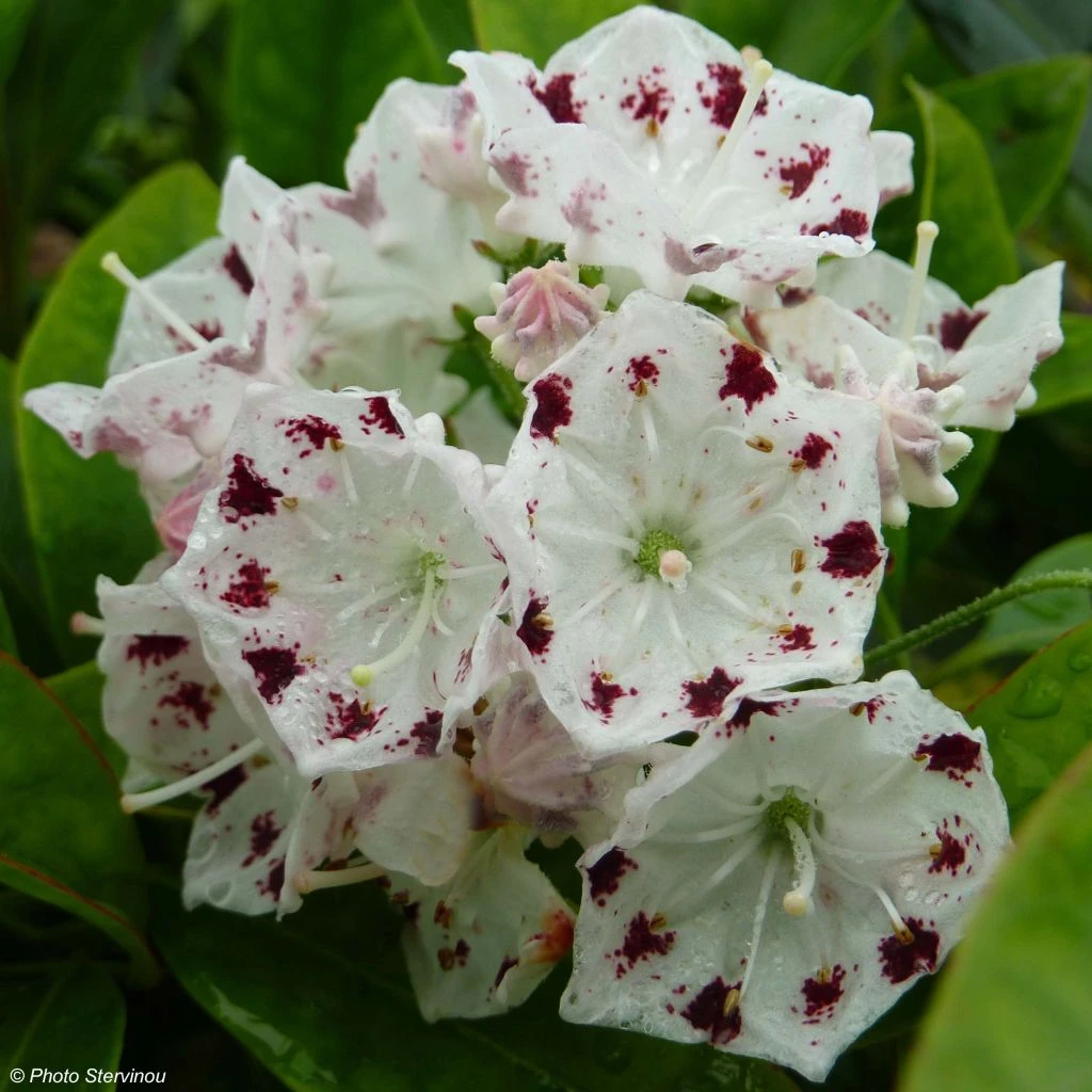 Kalmia Latifolia Freckles - Laurier Des Montagnes Noir Et Blanc 3 Kalmia Latifolia Freckles - Laurier Des Montagnes Noir Et Blanc