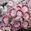 Kalmia Latifolia Minuet - Laurier Des Montagnes -MAO PLANTES Magasin kalmia latifolia minuet 781842 1