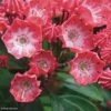 Kalmia Latifolia Pinkobello - Laurier Des Montagnes Rose Vif 1 Kalmia Latifolia Pinkobello - Laurier Des Montagnes Rose Vif -MAO PLANTES Magasin kalmia latifolia pinkobello 781989 1 1