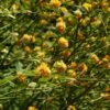 Kerria Japonica 'Pleniflora' -MAO PLANTES Magasin keria japonica pleniflora ld the consotium 7803 1