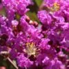 Lagerstroemia Indica Terre Chinoise - Lilas Des Indes -MAO PLANTES Magasin lagers terre chinoise b90