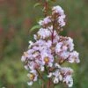 Lagerstroemia Camaïeu D'Eté - Lilas Des Indes -MAO PLANTES Magasin lagerstroemia cama eu d ete 85471 4