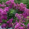 Lagerstroemia Indica Violet D'Eté Indyvio - Lilas Des Indes Violine -MAO PLANTES Magasin lagerstroemia indica Violet d Ete indyvio 81391 1