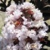 Lagerstroemia Indica Black Solitaire® (Black Diamond) Blush - Lilas Des Indes -MAO PLANTES Magasin lagerstroemia indica black solitaire blush 86041 1 1