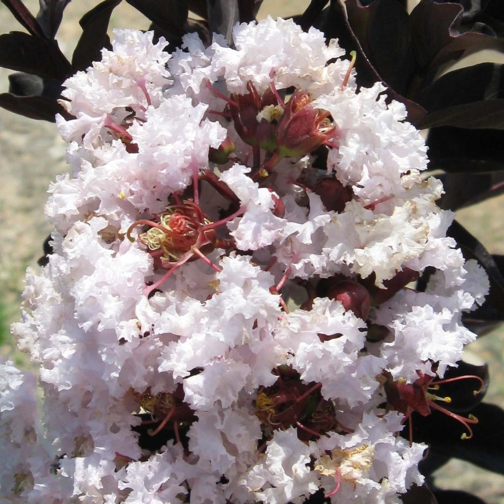 Lagerstroemia Indica Black Solitaire® (Black Diamond) Blush - Lilas Des Indes 3 Lagerstroemia Indica Black Solitaire® (Black Diamond) Blush - Lilas Des Indes