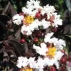 Lagerstroemia Indica Black Solitaire (Black Diamond) Pure White - Lilas Des Indes -MAO PLANTES Magasin lagerstroemia indica black solitaire pure white 86043 1 1
