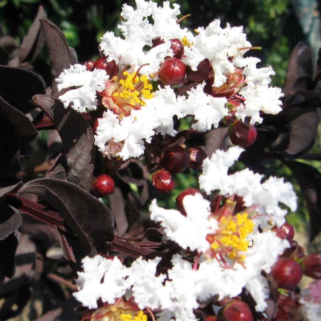 Lagerstroemia Indica Black Solitaire (Black Diamond) Pure White - Lilas Des Indes 3 Lagerstroemia Indica Black Solitaire (Black Diamond) Pure White - Lilas Des Indes