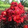 Lagerstroemia Indica Black Solitaire (Black Diamond) Red Hot - Lilas Des Indes