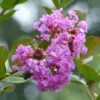 Lagerstroemia Indica Petite Canaille Mauve - Lilas Des Indes Mauve -MAO PLANTES Magasin lagerstroemia indica mauve 781975 1