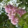 Lagerstroemia Indica Mauve - Lilas Des Indes -MAO PLANTES Magasin lagerstroemia indica rose ld abbamouse 7623 1