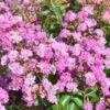 Lagerstroemia Indica Summer Beauty Ozark Spring - Lilas Des Indes 1 Lagerstroemia Indica Summer Beauty Ozark Spring - Lilas Des Indes -MAO PLANTES Magasin lagerstroemia indica summer beauty ozark spring 85958 1