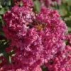 Lagerstroemia Indica Summer Beauty Velma's Royal Delight - Lilas Des Indes 2 Lagerstroemia Indica Summer Beauty Velma's Royal Delight - Lilas Des Indes -MAO PLANTES Magasin lagerstroemia indica summer beauty velma s royal delight 85959 1