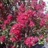 Lagerstroemia Indica Summer Charm Arapaho - Lilas Des Indes -MAO PLANTES Magasin lagerstroemia indica summer charm arapaho 85953 1