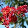 Lagerstroemia Indica Summer Charm Tuscarora - Lilas Des Indes -MAO PLANTES Magasin lagerstroemia indica summer charm tuscarora 85955 1